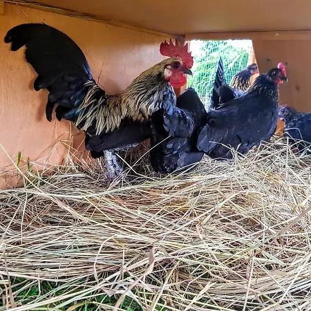 Heléna Hotel&spa Hotel Levél